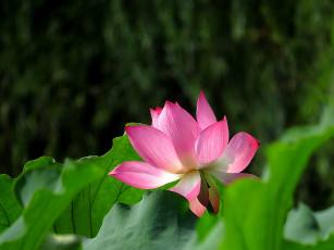 Картинка цветы лотосы лепестки бутон фон