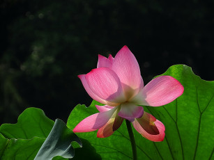 Картинка цветы лотосы лепестки фон бутон