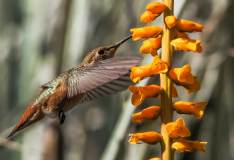 Картинка животные колибри птичка