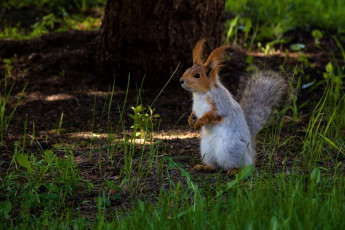 Картинка животные белки белка