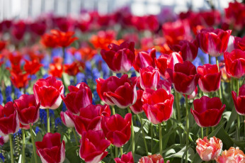 Картинка цветы тюльпаны весна бутоны