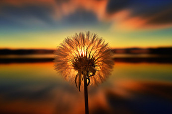 Картинка одуванчик разное компьютерный+дизайн одуванчики