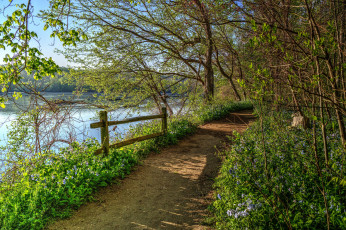 Картинка природа дороги лес река