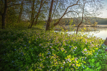 Картинка природа луга лес река