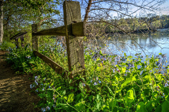 Картинка природа пейзажи река лес