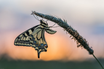 Картинка животные бабочки +мотыльки +моли бабочка