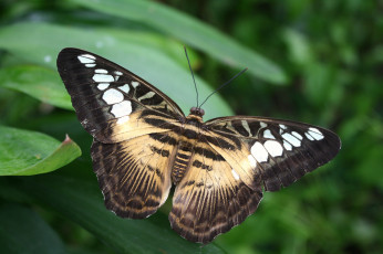 Картинка животные бабочки +мотыльки +моли бабочка