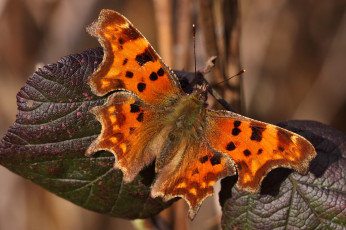 Картинка животные бабочки +мотыльки +моли бабочка
