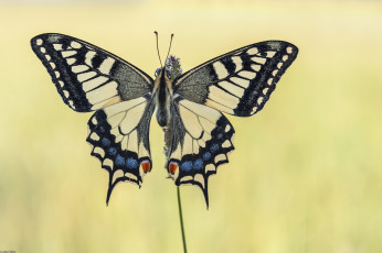 Картинка животные бабочки +мотыльки +моли бабочка