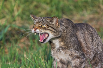 Картинка животные дикие+кошки кот дикий