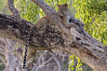 Картинка животные леопарды леопард