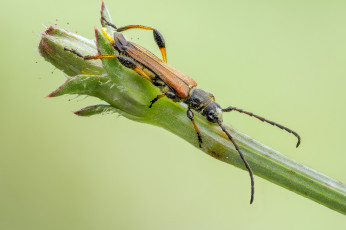 Картинка животные насекомые жучок
