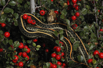 Картинка животные змеи +питоны +кобры змейка