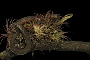 Картинка животные змеи +питоны +кобры змейка