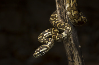 Картинка животные змеи +питоны +кобры змейка