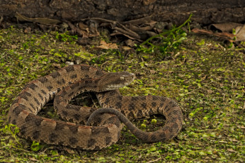 Картинка животные змеи +питоны +кобры змейка