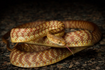 обоя животные, змеи,  питоны,  кобры, змейка