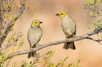 Картинка животные птицы ветка пара