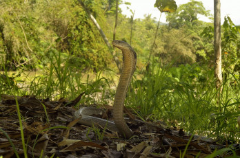 Картинка животные змеи +питоны +кобры змейка