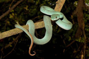 Картинка животные змеи +питоны +кобры змейка