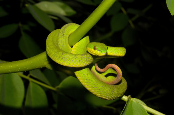 Картинка животные змеи +питоны +кобры змейка