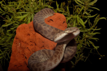 Картинка животные змеи +питоны +кобры змейка