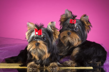 Картинка животные собаки бантик пара йоркширский терьер