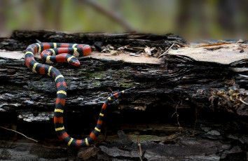 Картинка животные змеи +питоны +кобры змейка