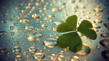 Картинка природа листья клевер зеленый листик капли