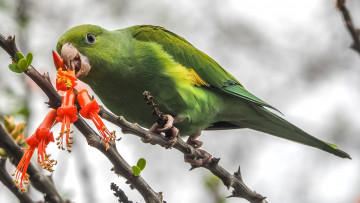 Картинка животные попугаи попугай