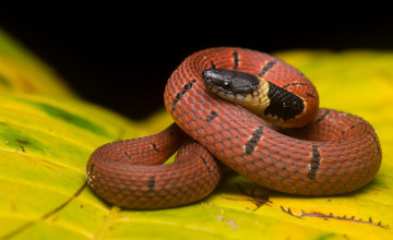 Картинка животные змеи +питоны +кобры змейка