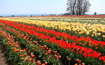 Картинка цветы тюльпаны поле ряды