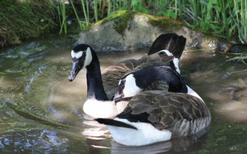 Картинка животные гуси дикие река трава камень пара