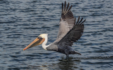 Картинка животные пеликаны пеликан