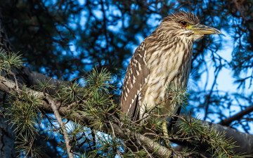 Картинка животные птицы птичка