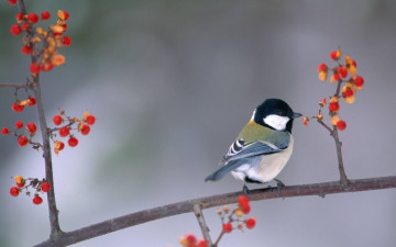 Картинка животные синицы +лазоревки птица синица ветка ягоды