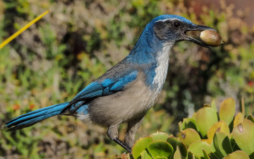Картинка животные сойки сойка