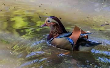 Картинка животные утки утка