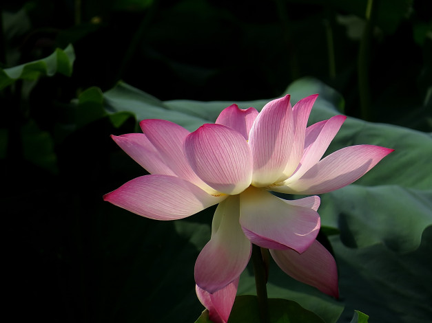 Обои картинки фото цветы, лотосы, бутон, фон, лепестки