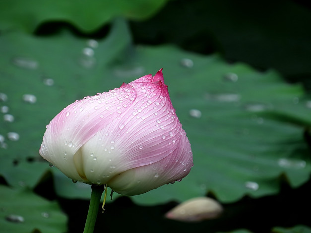 Обои картинки фото цветы, лотосы, фон, лепестки, бутон