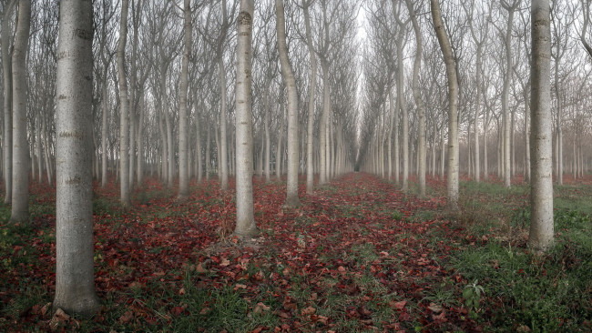 Обои картинки фото природа, лес, деревья