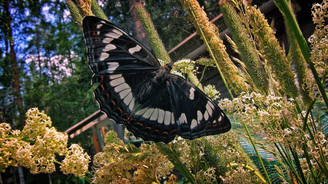 Обои картинки фото животные, бабочки,  мотыльки,  моли, бабочка