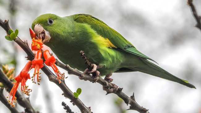 Обои картинки фото животные, попугаи, попугай