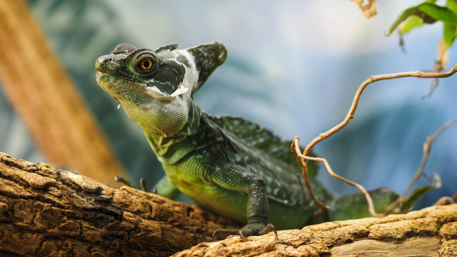 Обои картинки фото животные, Ящерицы,  игуаны,  вараны, ящерка