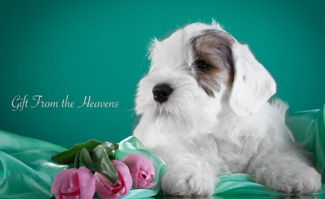 Обои картинки фото животные, собаки, силихем-терьер, щенок, тюльпаны, цветы, ткань