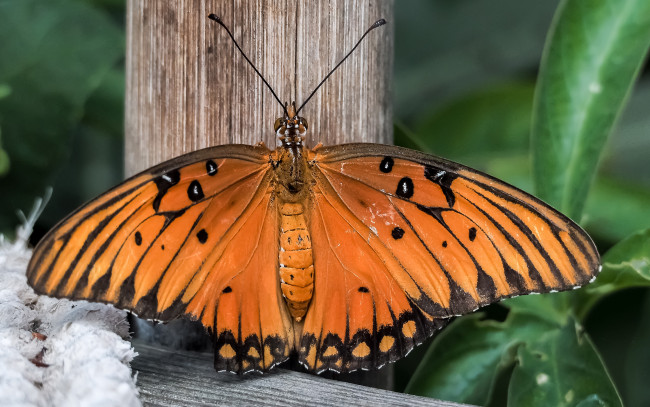 Обои картинки фото животные, бабочки,  мотыльки,  моли, бабочка