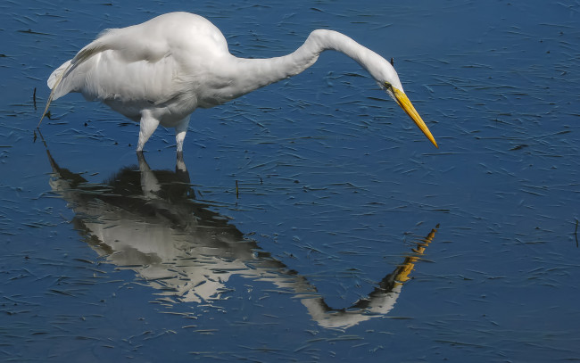 Обои картинки фото животные, цапли,  выпи, цапля