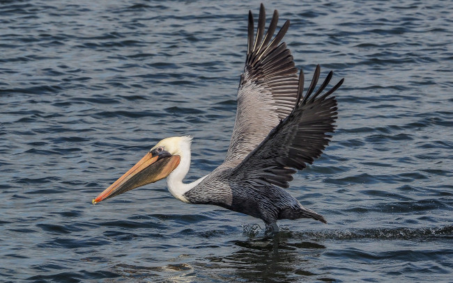 Обои картинки фото животные, пеликаны, пеликан