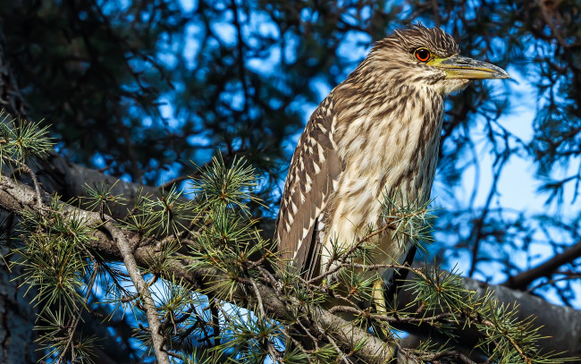 Обои картинки фото животные, птицы, птичка