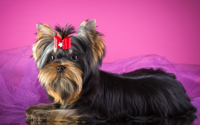Обои картинки фото животные, собаки, бантик, йорк, терьер